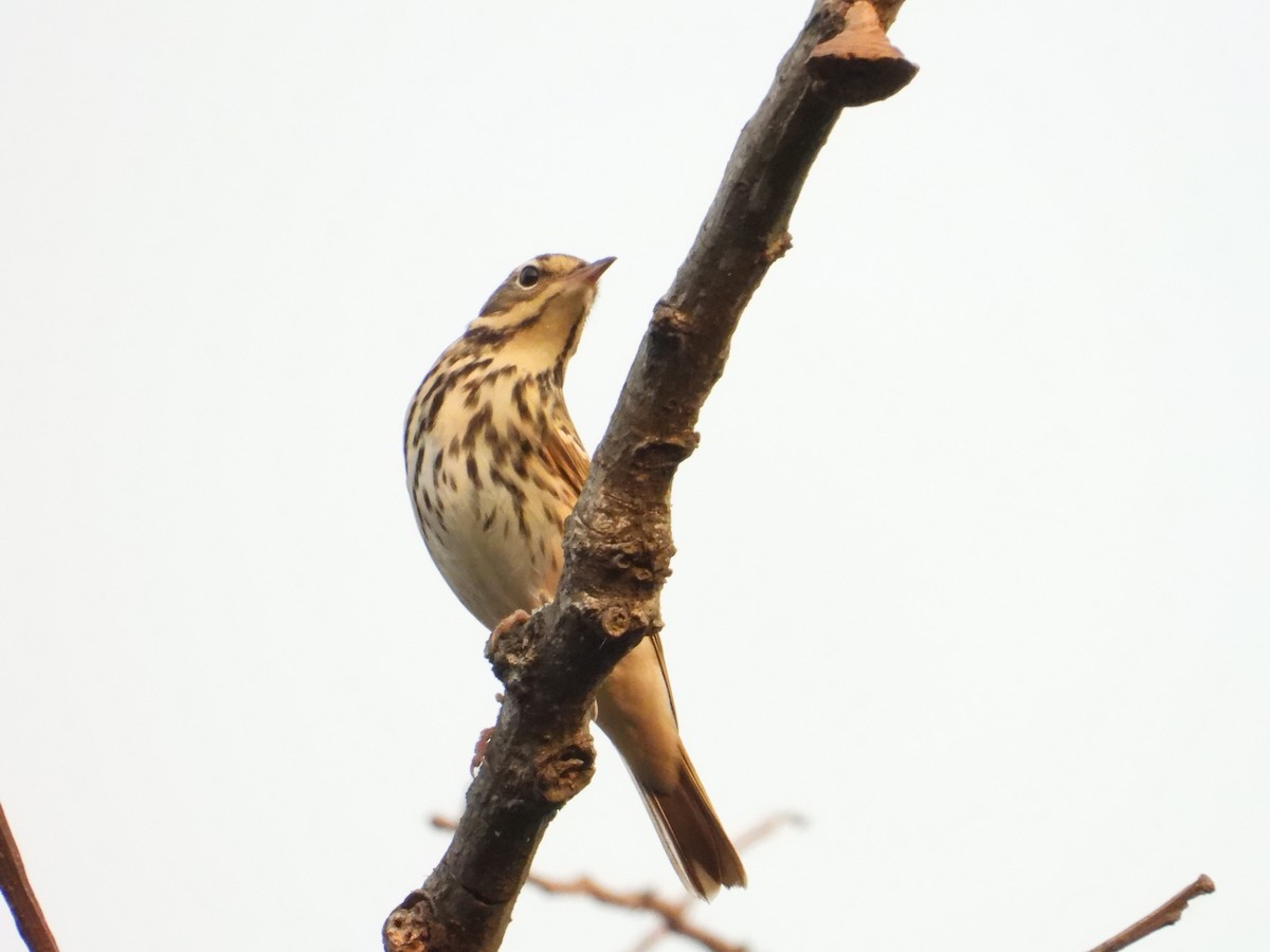 Pipit à dos olive - ML617022876