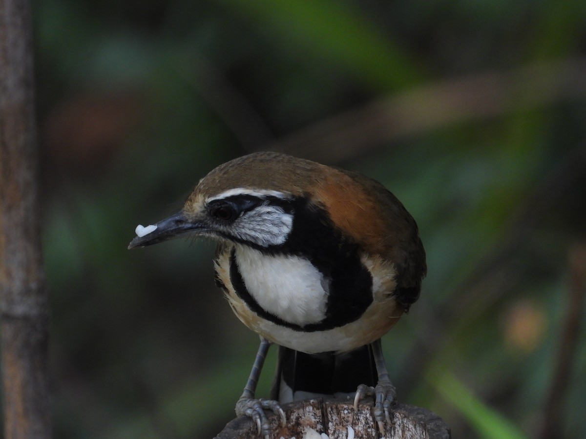 Greater Necklaced Laughingthrush - ML617022880