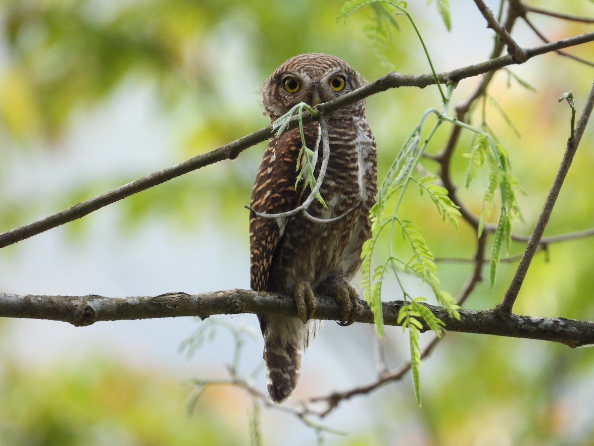 Asian Barred Owlet - ML617022891