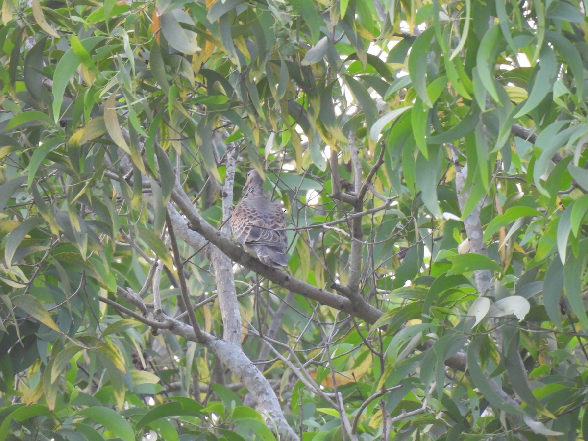 Oriental Turtle-Dove - ML617022925