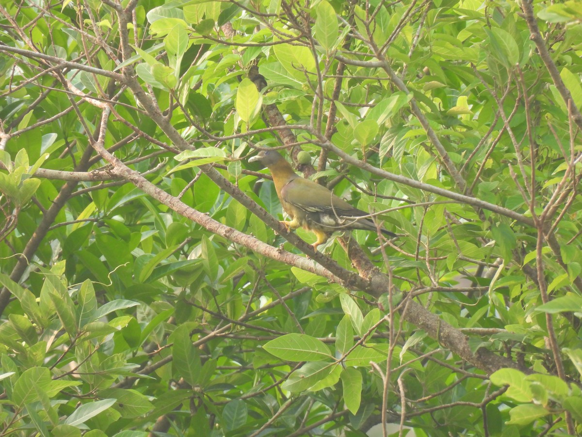 Yellow-footed Green-Pigeon - shyamkumar puravankara