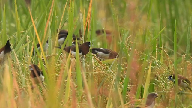 White-rumped Munia - ML617022979