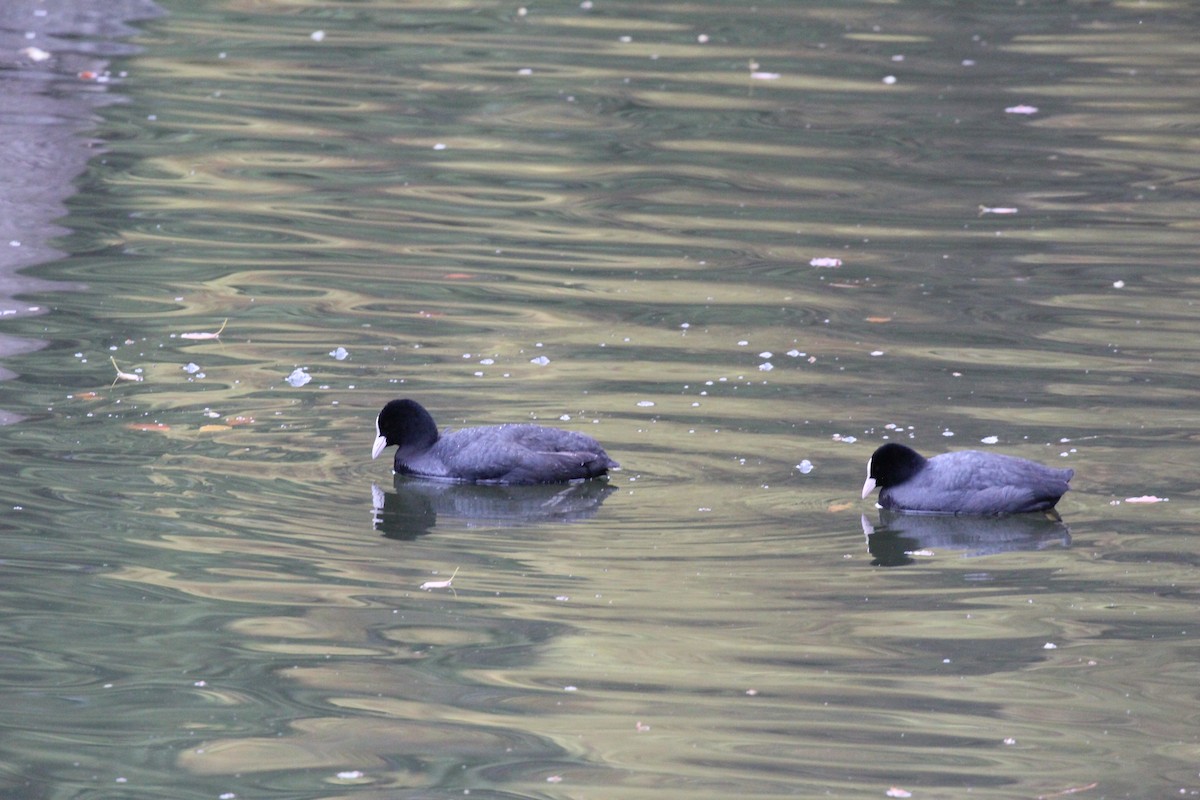 Eurasian Coot - ML617023003