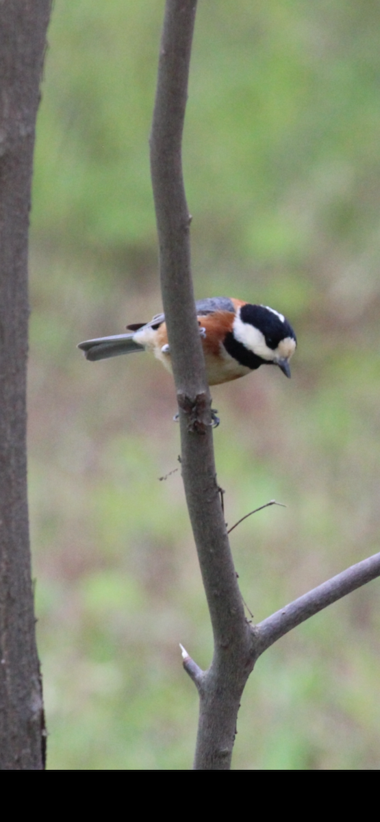 Varied Tit - Greg Duncan