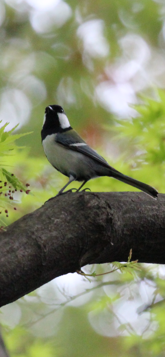 Japanese Tit - Greg Duncan