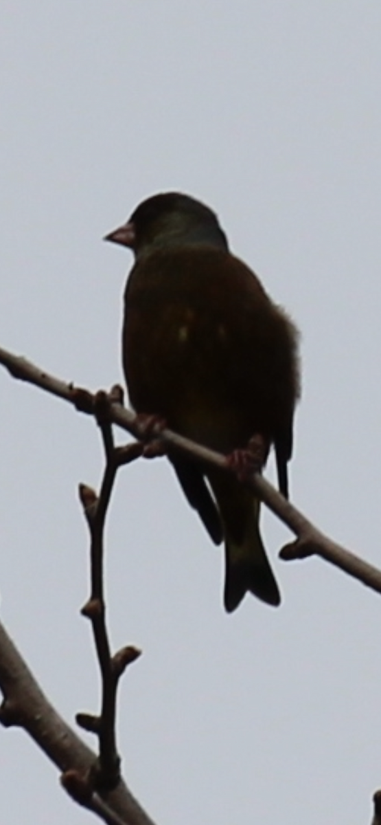 Oriental Greenfinch - ML617023024