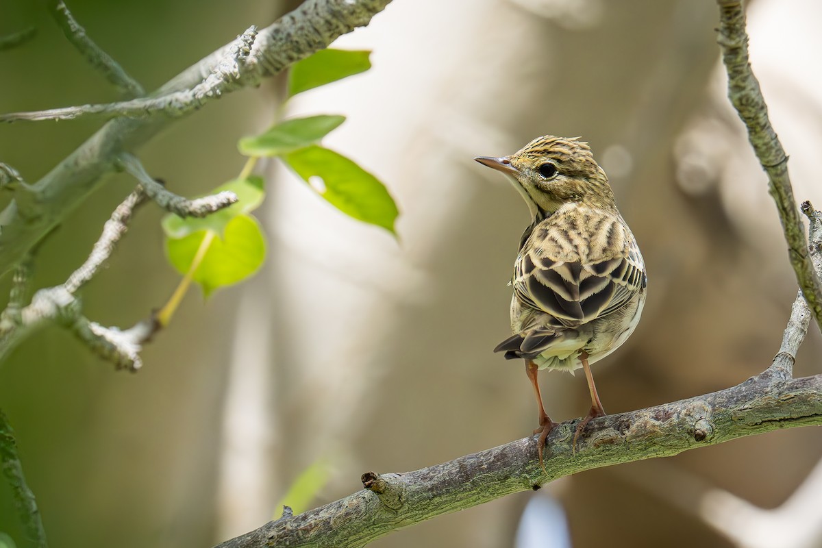 Tree Pipit - ML617023027