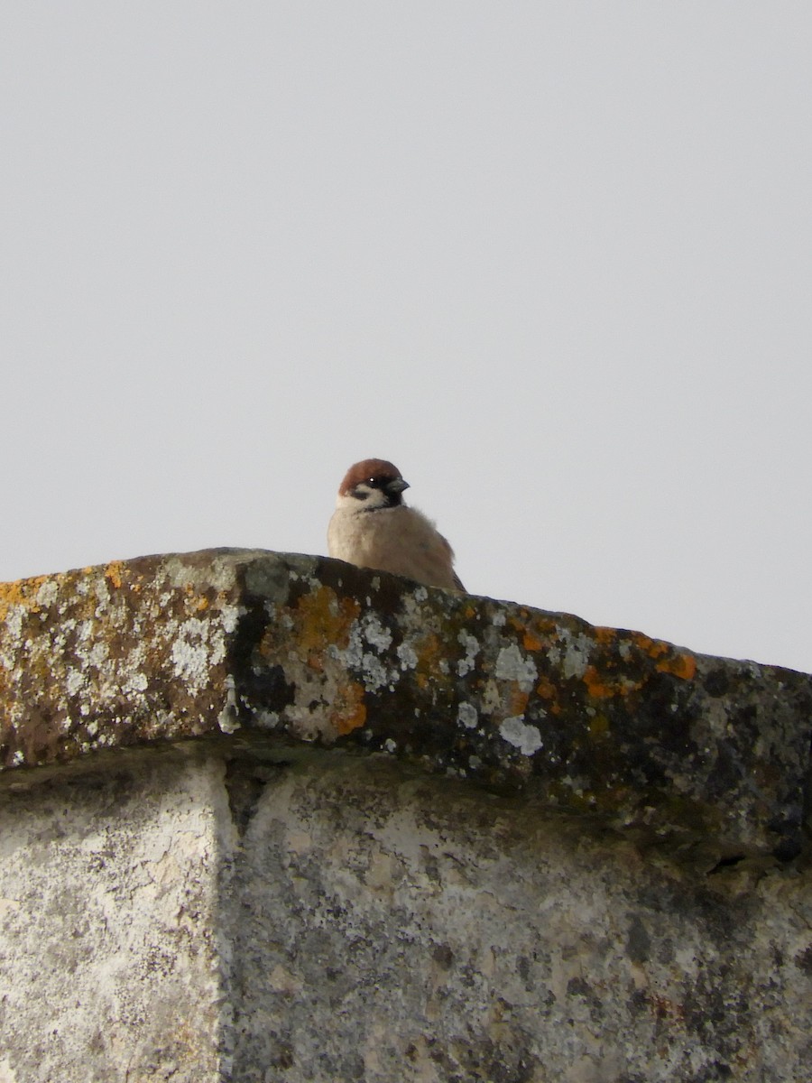 Eurasian Tree Sparrow - ML617023047