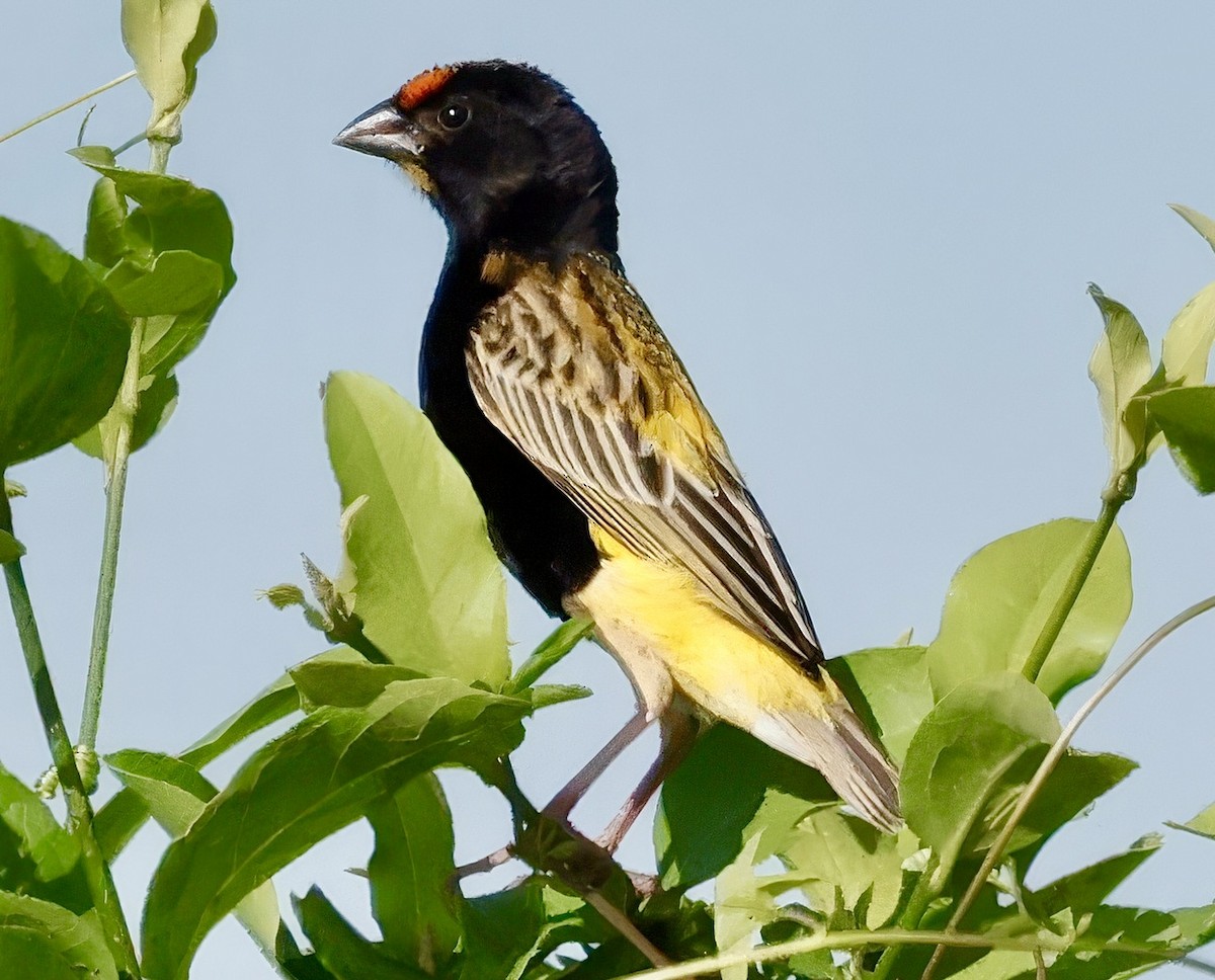 Fire-fronted Bishop - Jan Hansen