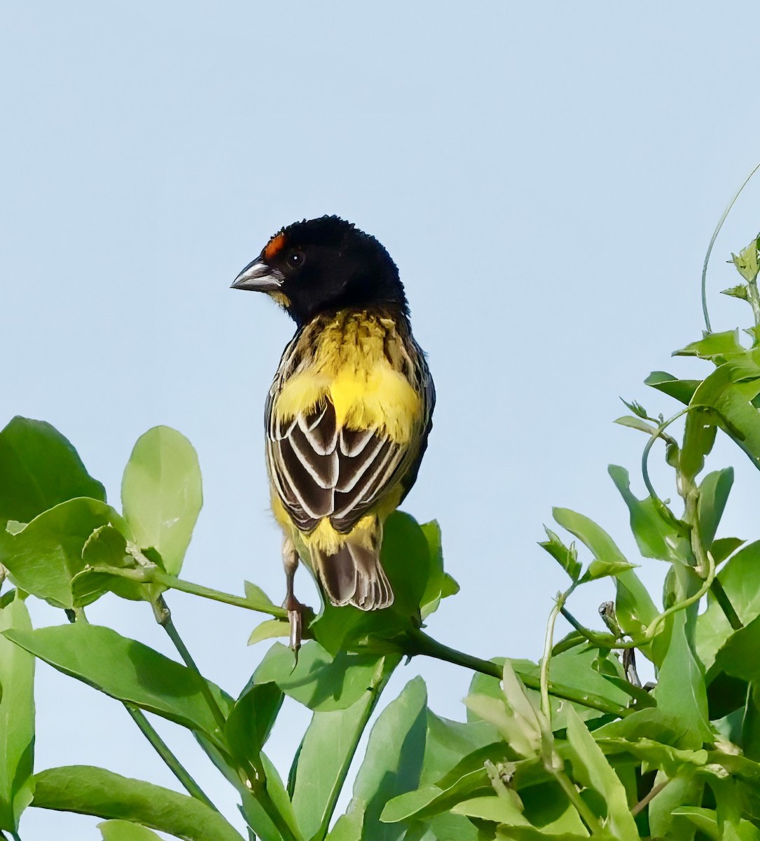 Fire-fronted Bishop - ML617023060