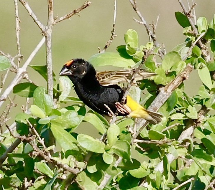 Fire-fronted Bishop - Jan Hansen