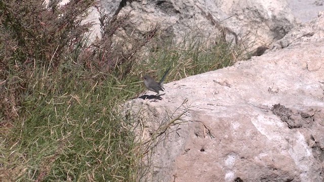 Splendid Fairywren - ML617023099