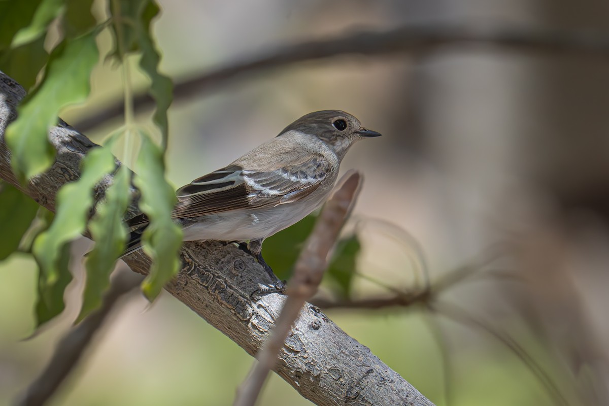 Semicollared Flycatcher - Uriel Levy