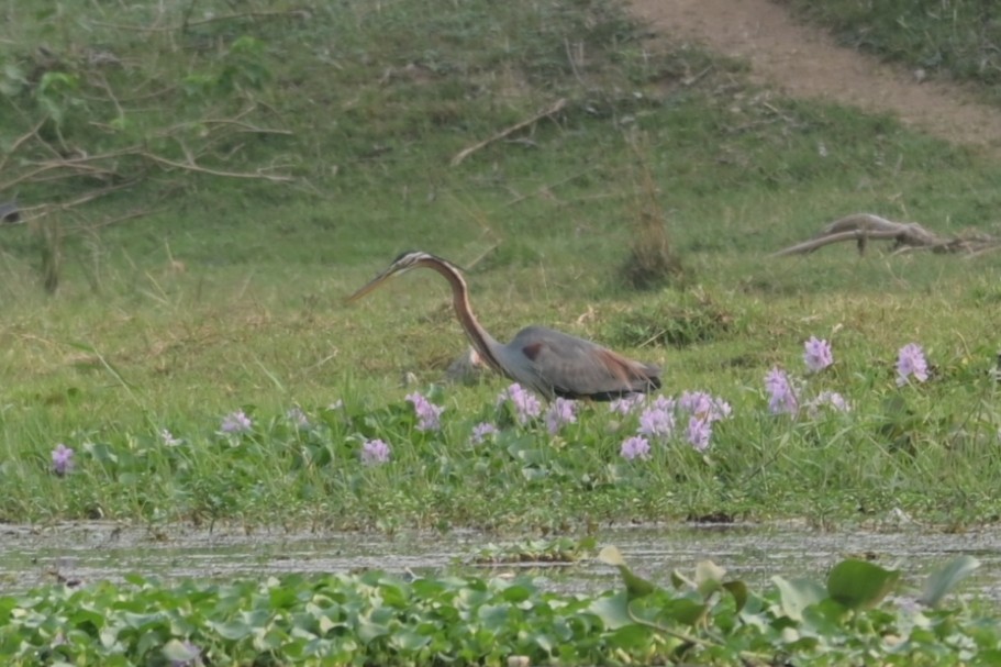 Purple Heron - ML617023110