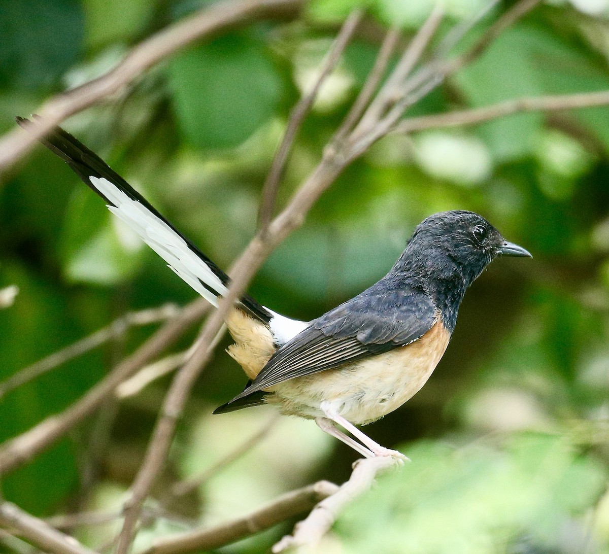 White-rumped Shama - ML617023192