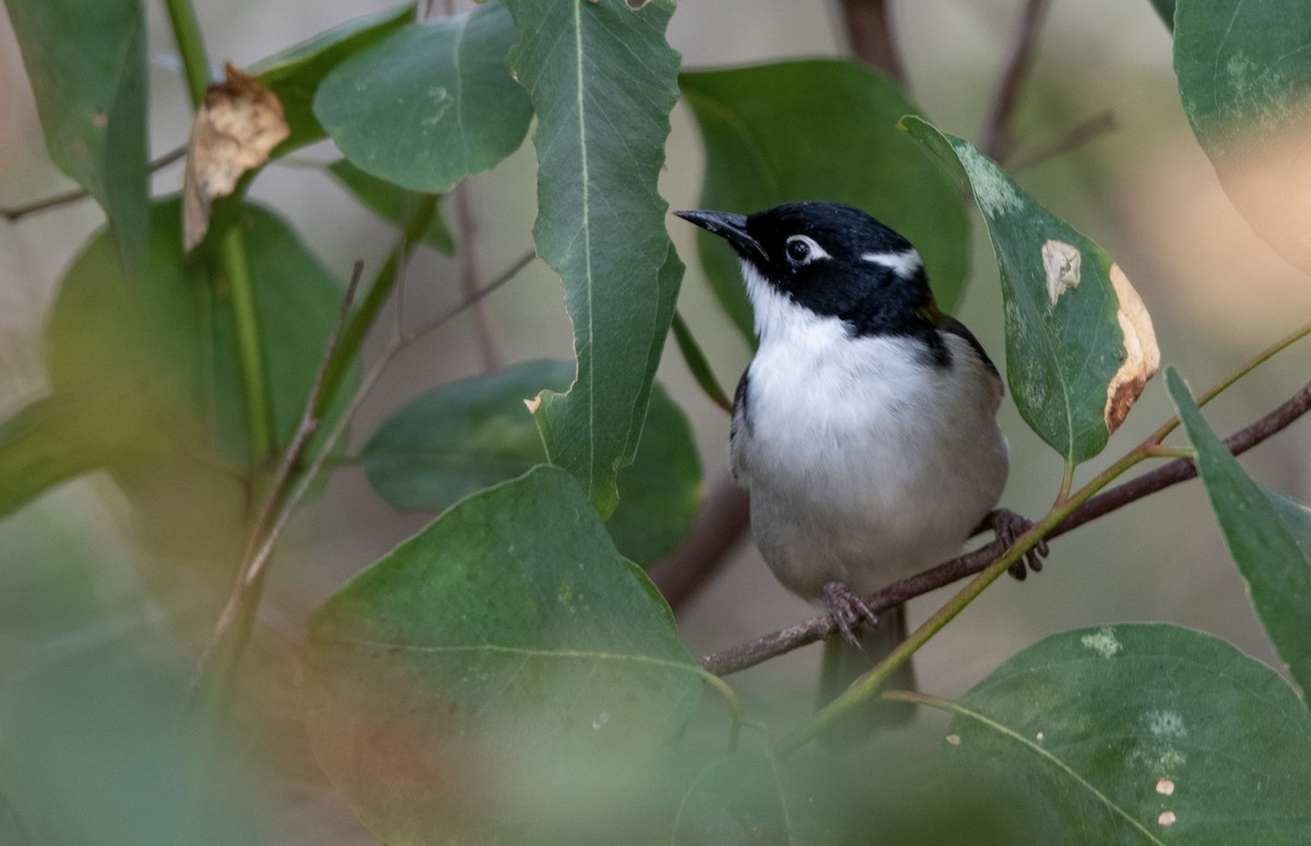 Gilbert's Honeyeater - ML617023194