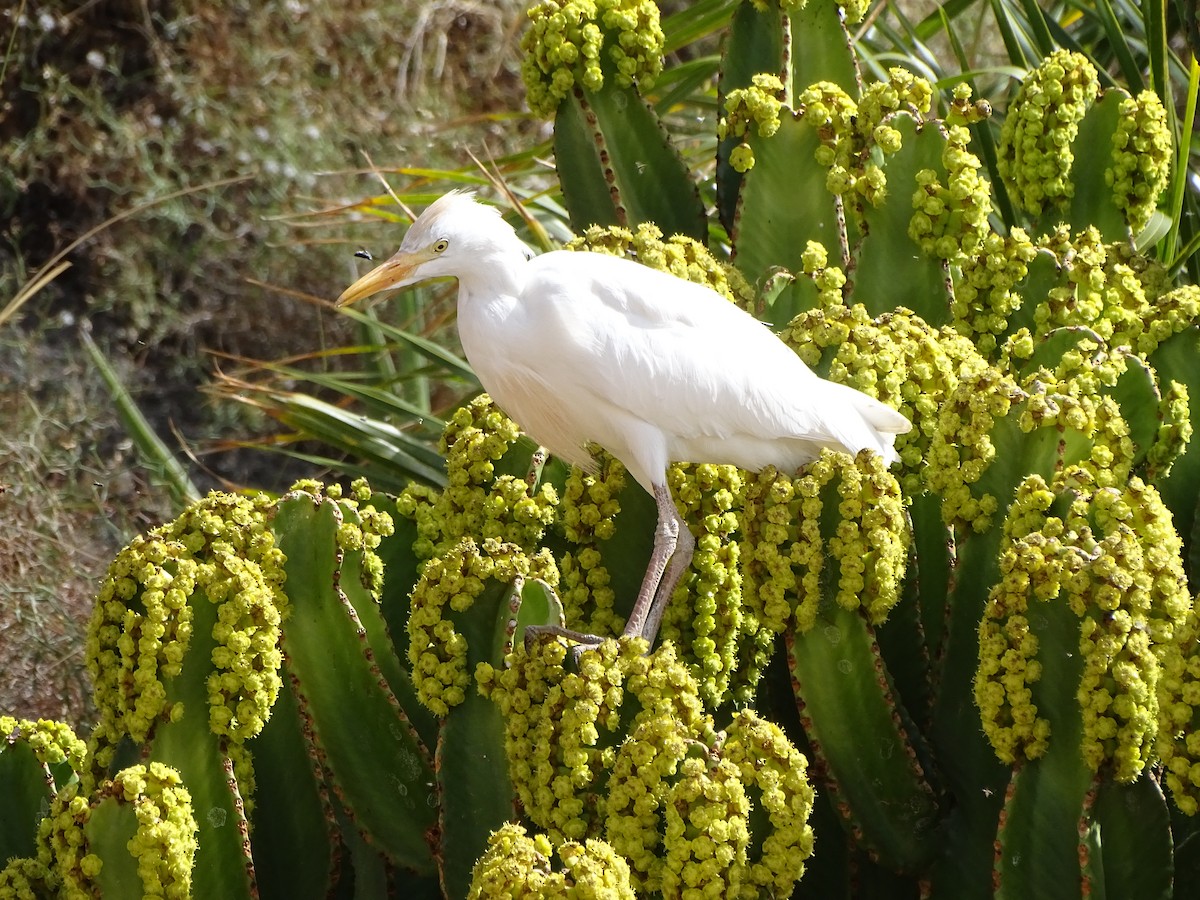 Western Cattle Egret - ML617023210