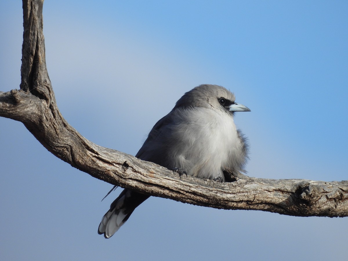 Black-faced Woodswallow - ML617023220