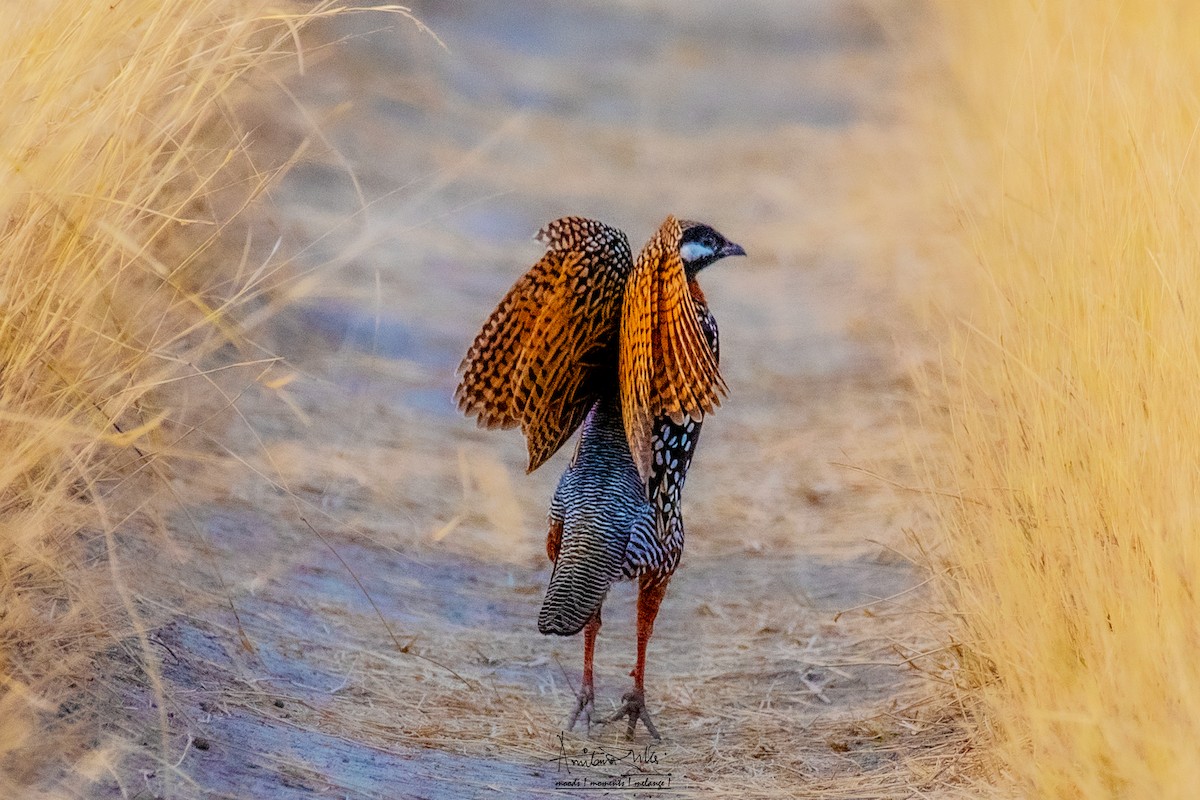 Black Francolin - ML617023240