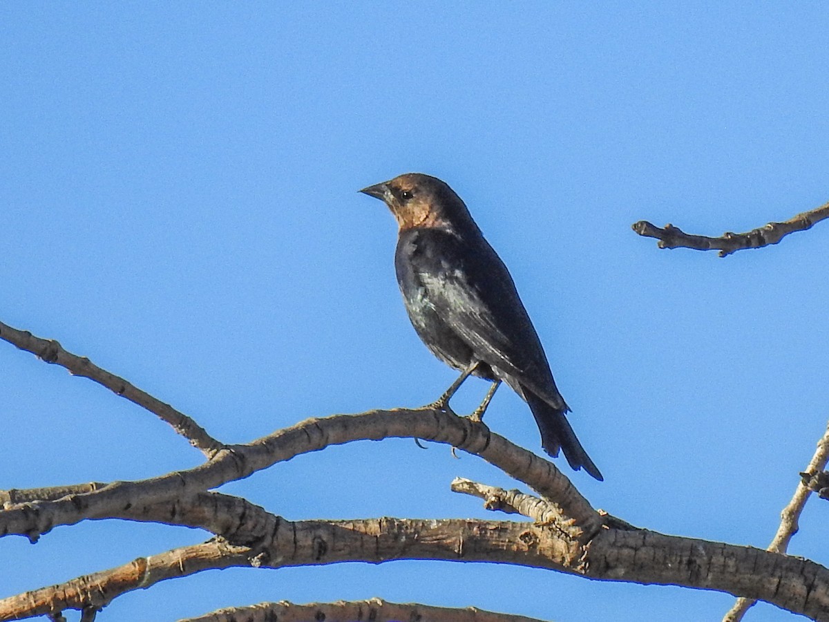 Brown-headed Cowbird - Sergio Castañeda Ramos