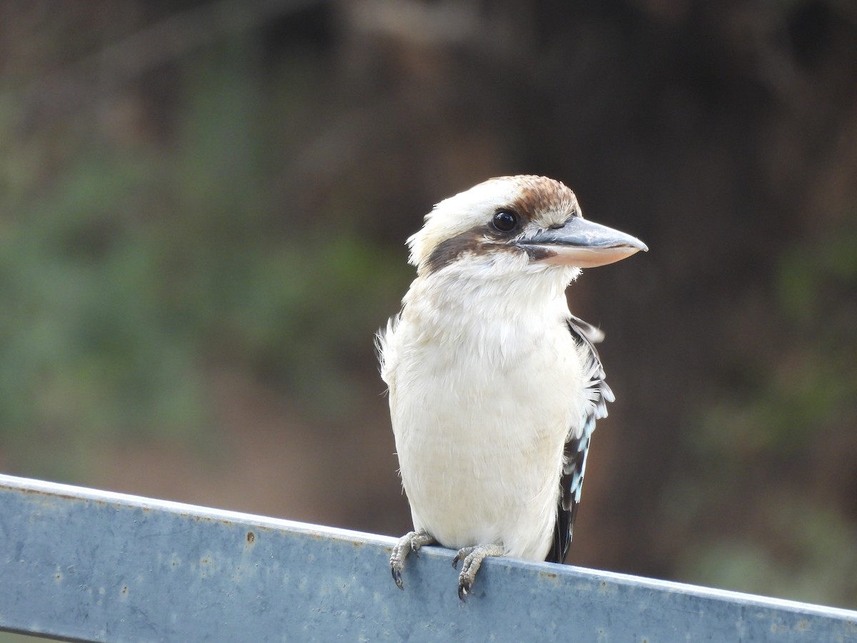 Laughing Kookaburra - ML617023307