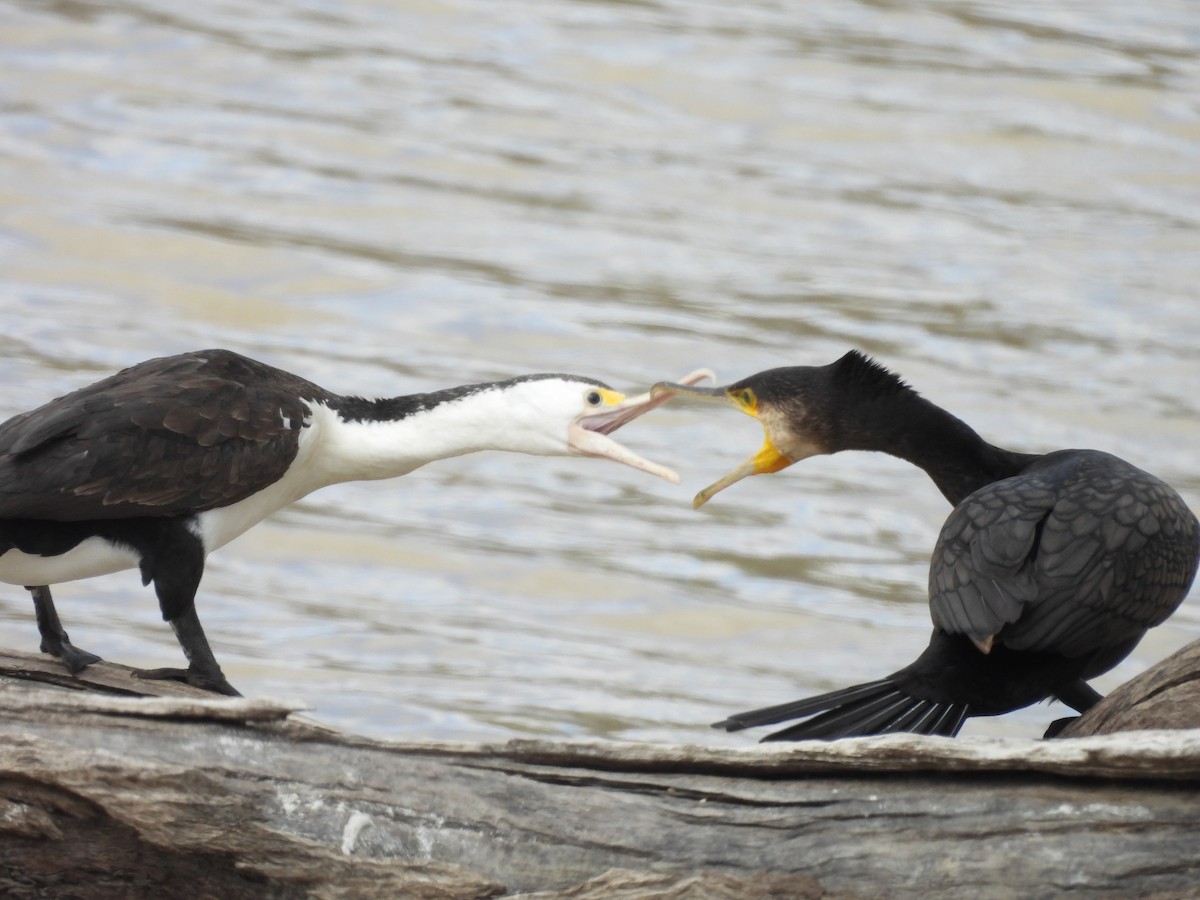 Pied Cormorant - ML617023308