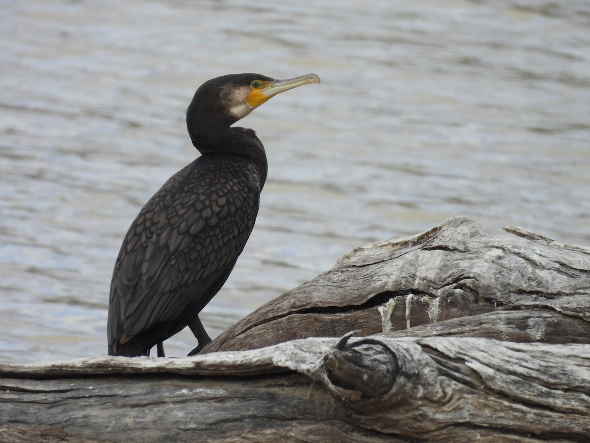 Great Cormorant - Chanith Wijeratne