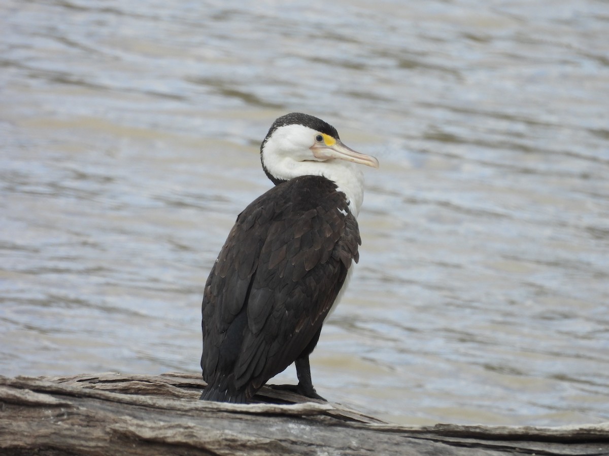 Pied Cormorant - ML617023315