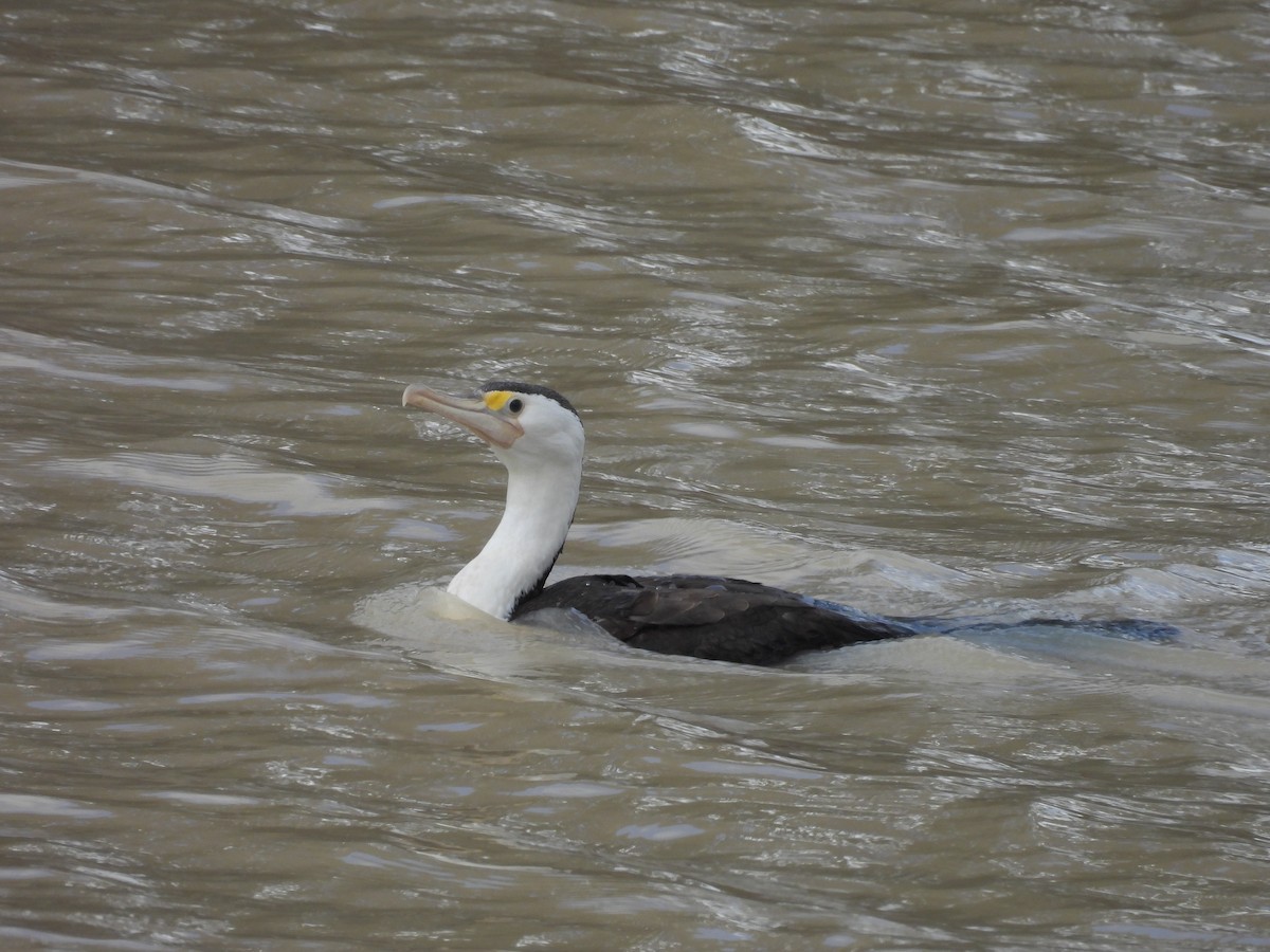 Pied Cormorant - ML617023316