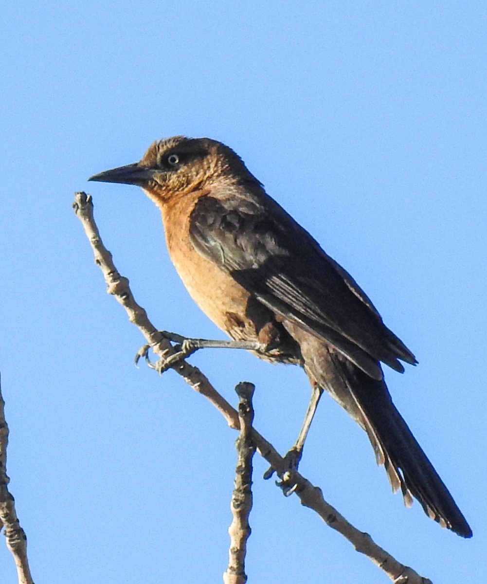 Great-tailed Grackle - Sergio Castañeda Ramos