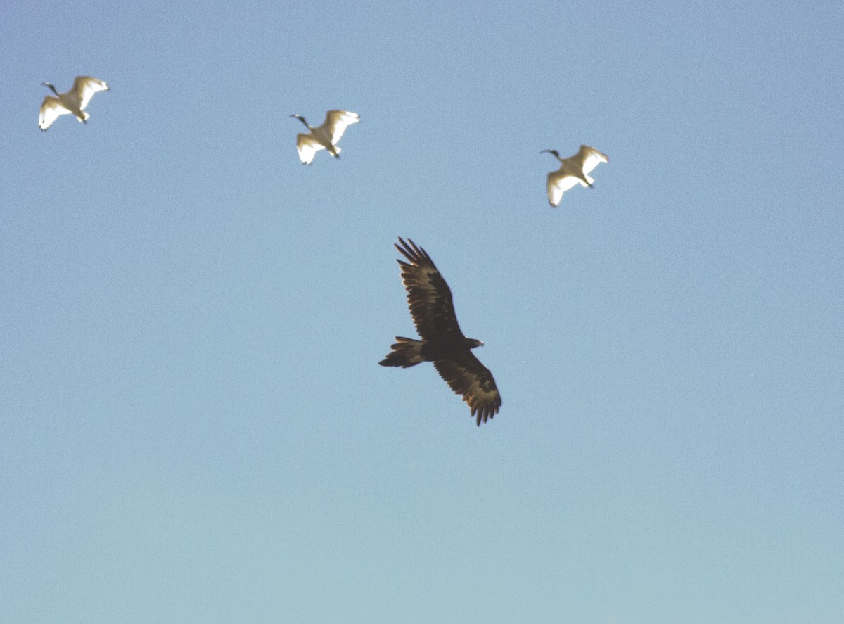 Wedge-tailed Eagle - ML617023321