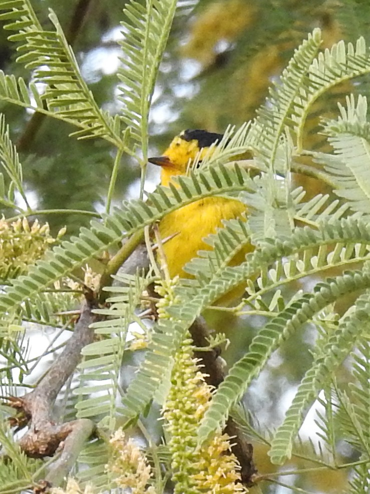 Wilson's Warbler - Sergio Castañeda Ramos