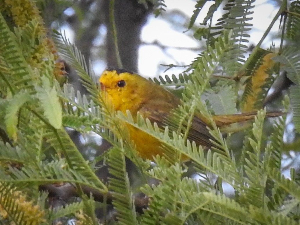 Wilson's Warbler - Sergio Castañeda Ramos