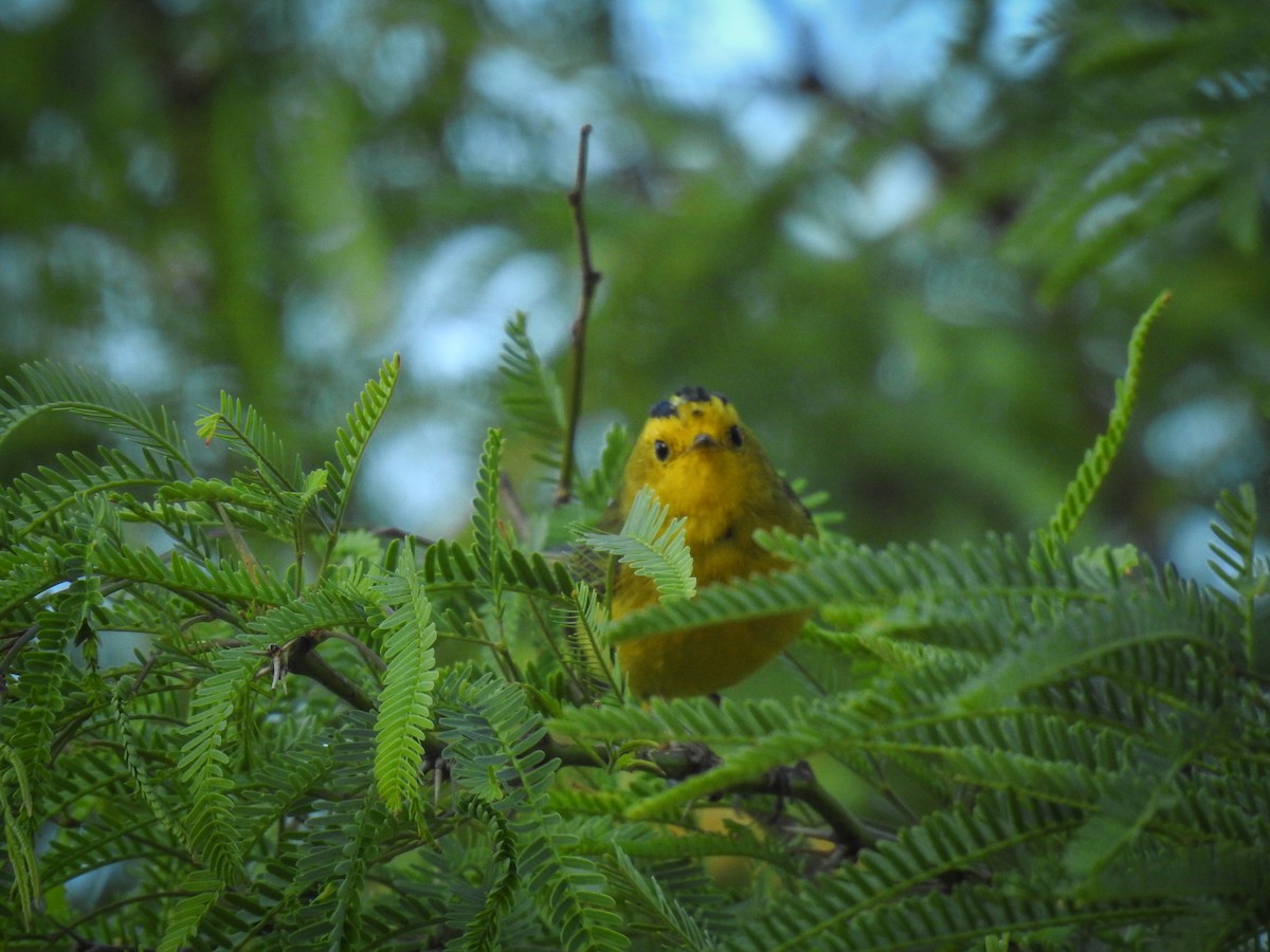 Wilson's Warbler - Sergio Castañeda Ramos