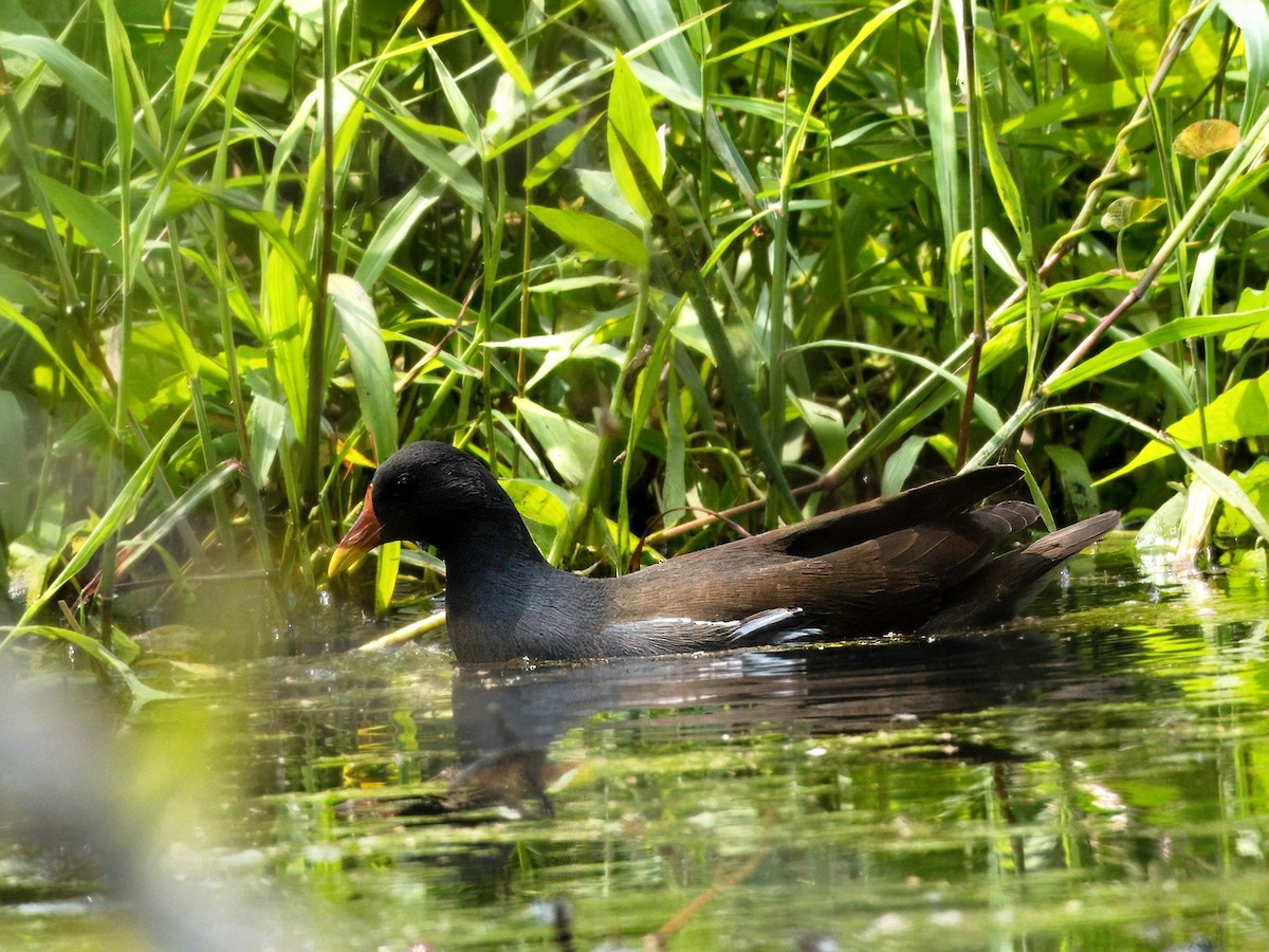 Eurasian Moorhen - Evelyn Lee