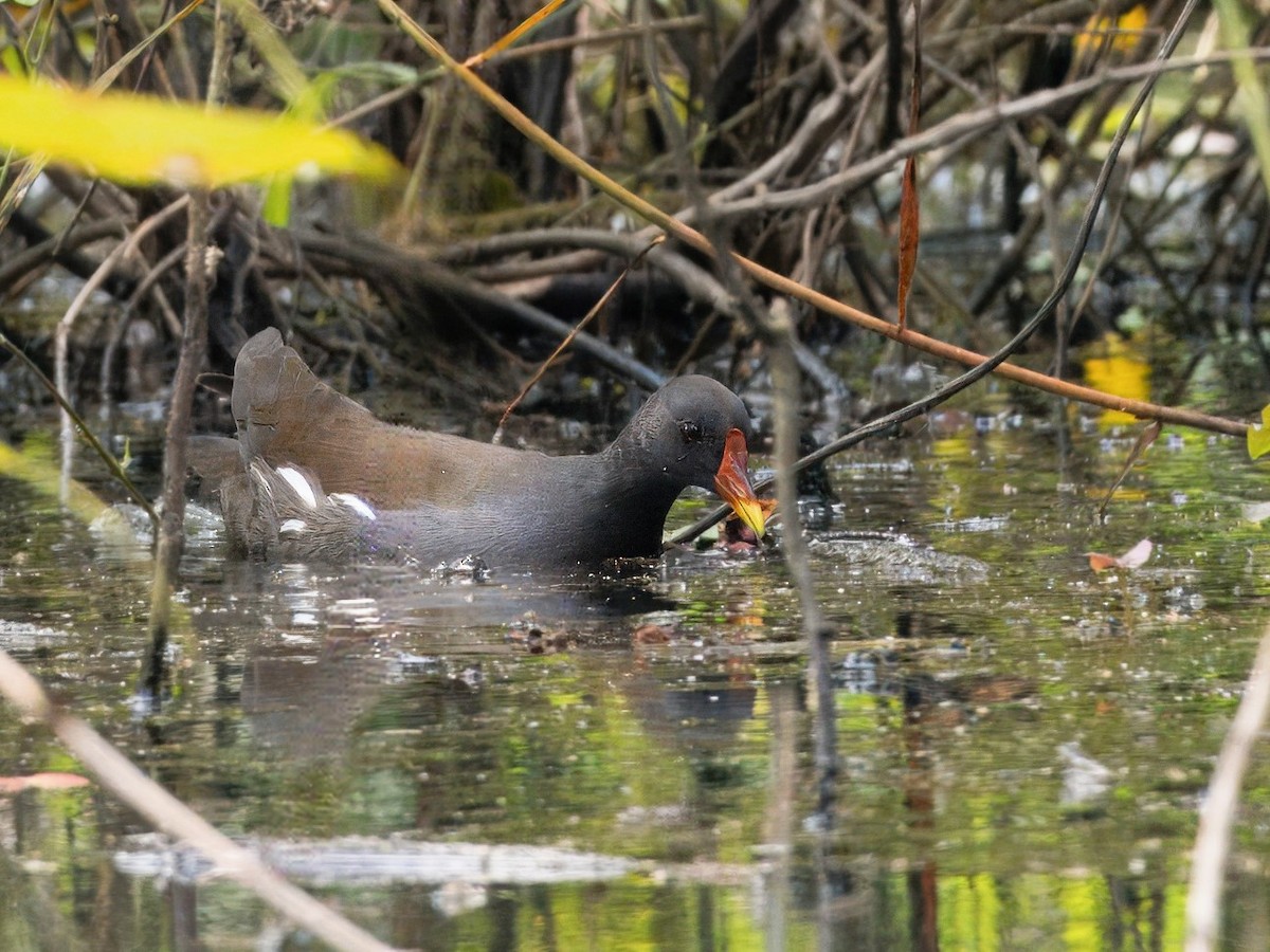 Eurasian Moorhen - Evelyn Lee