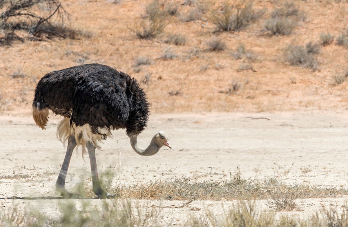 Common Ostrich - Alex Alaman