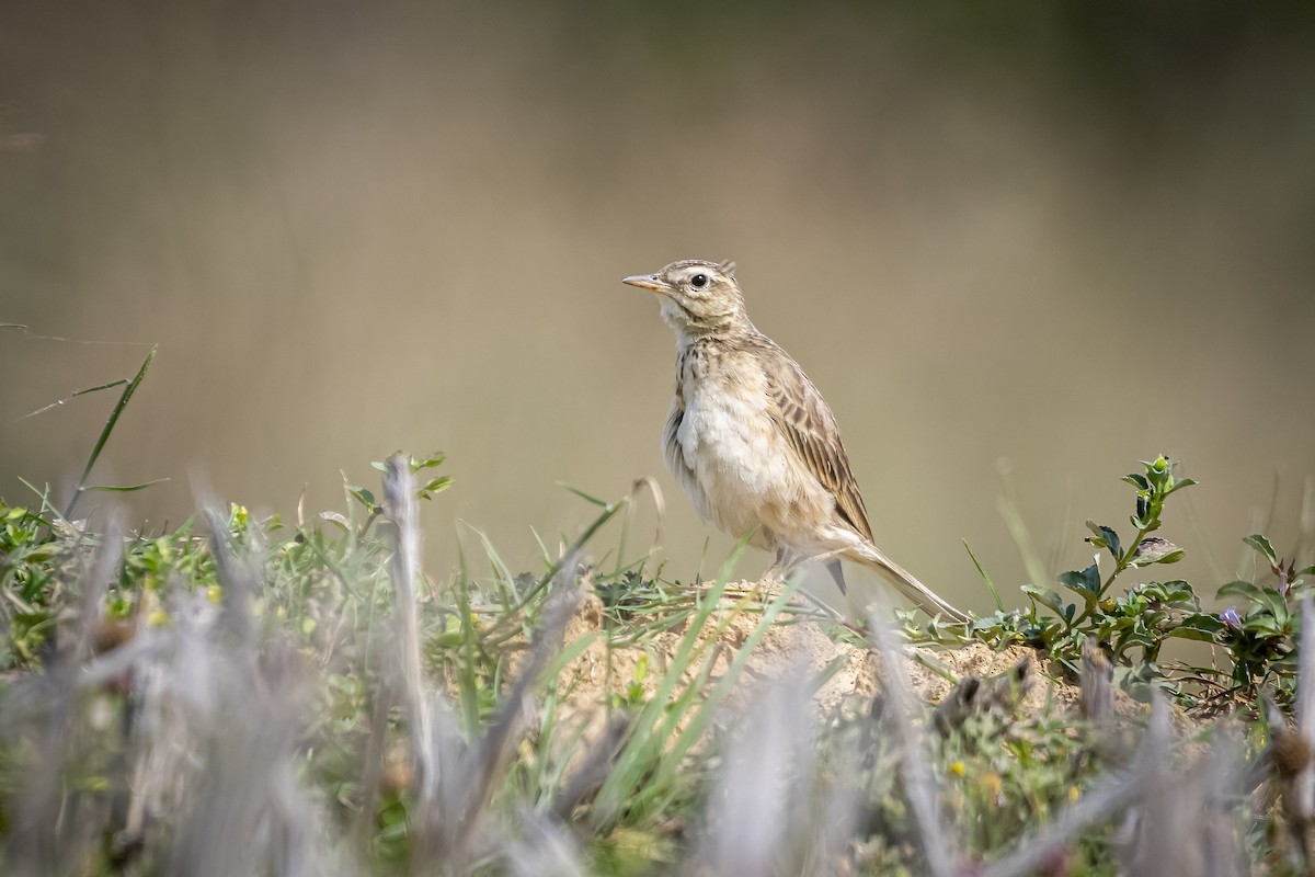 Richard's Pipit - ML617023377