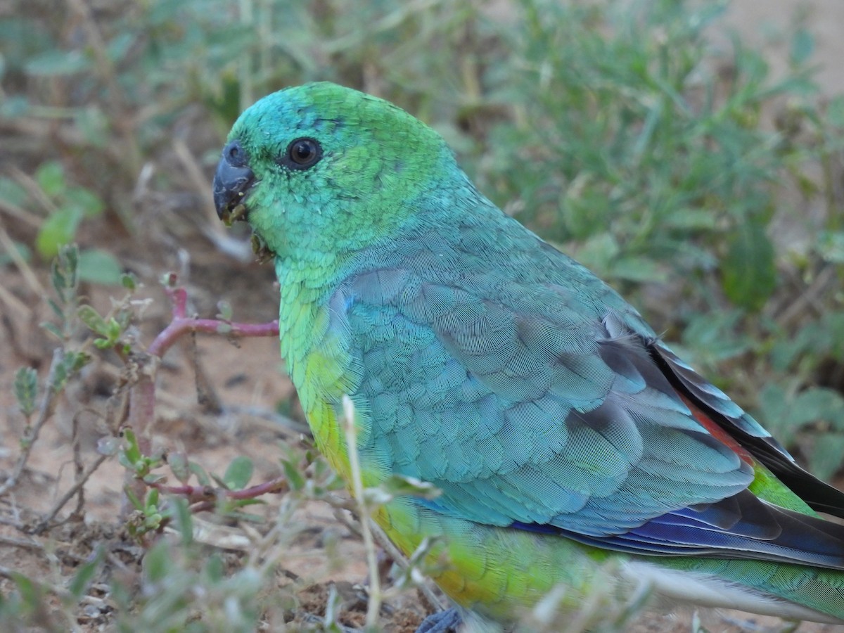Red-rumped Parrot - ML617023381