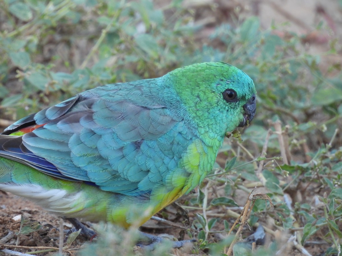 Red-rumped Parrot - ML617023382