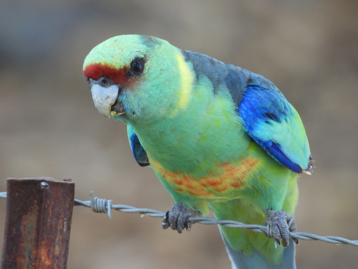 Australian Ringneck - ML617023386