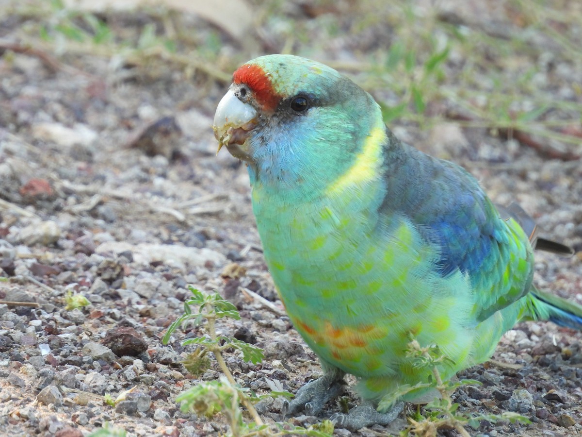 Australian Ringneck - ML617023387