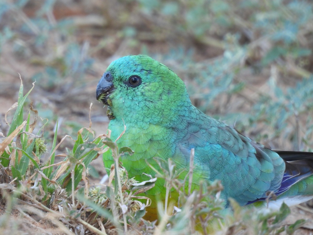 Red-rumped Parrot - ML617023392