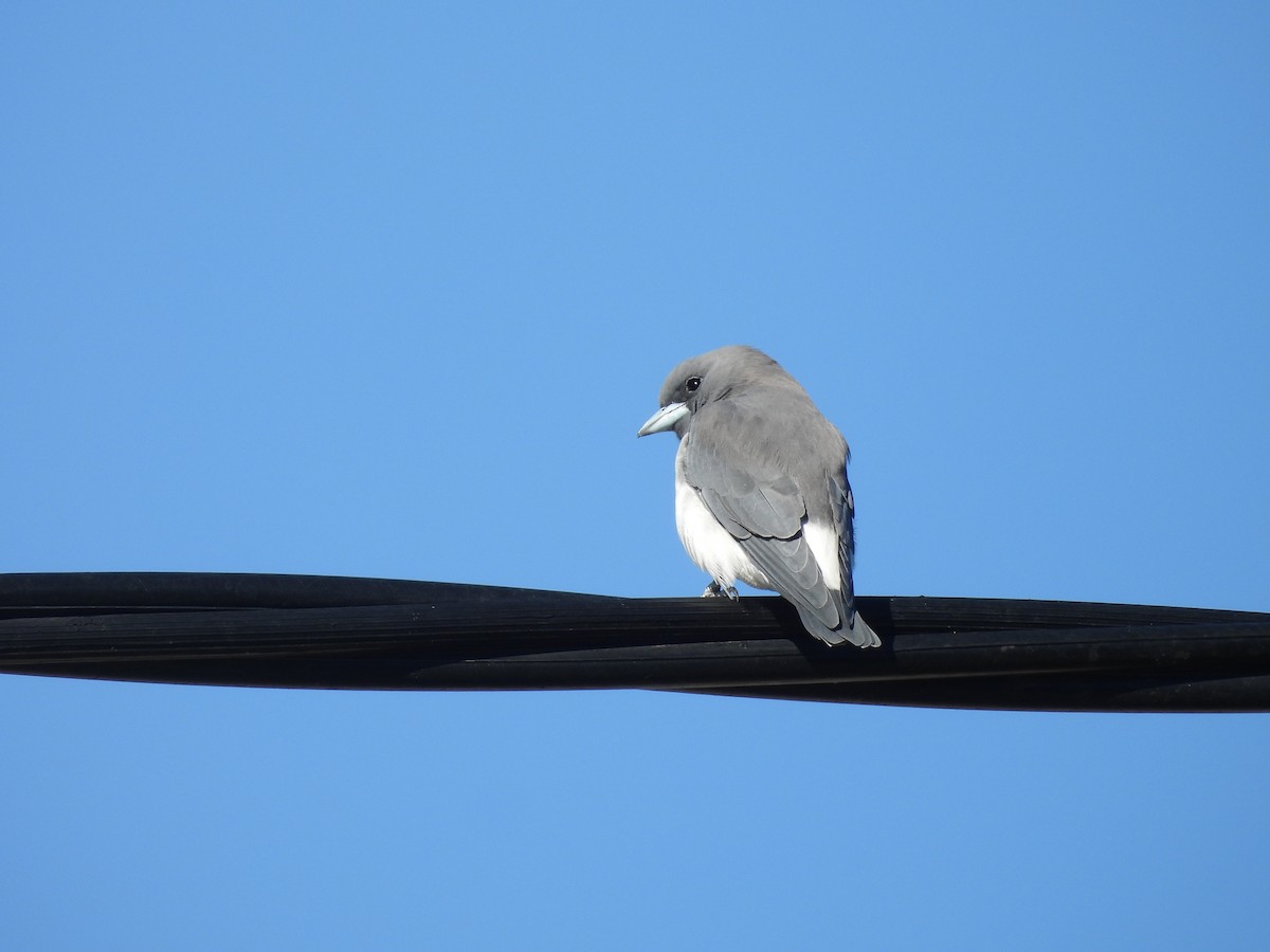 White-breasted Woodswallow - ML617023399