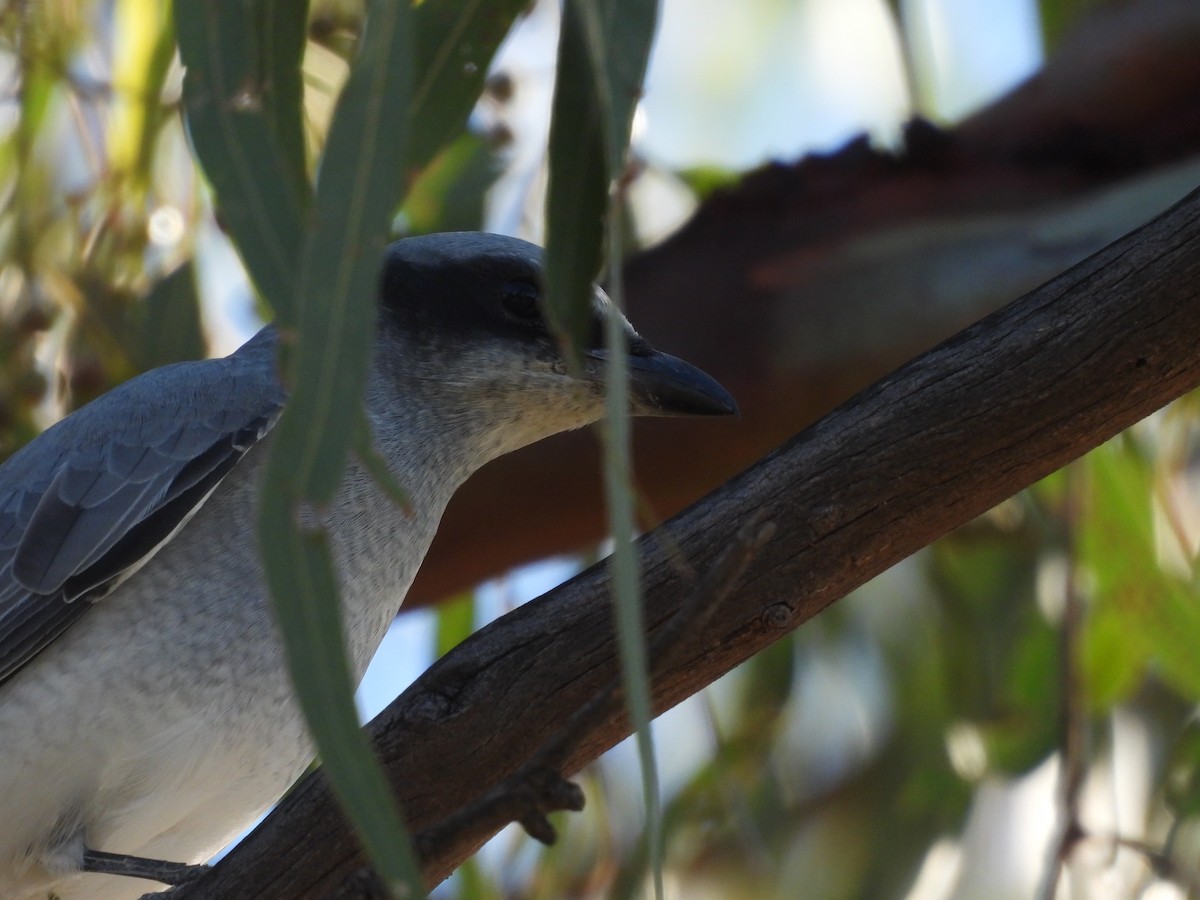 Black-faced Cuckooshrike - ML617023400