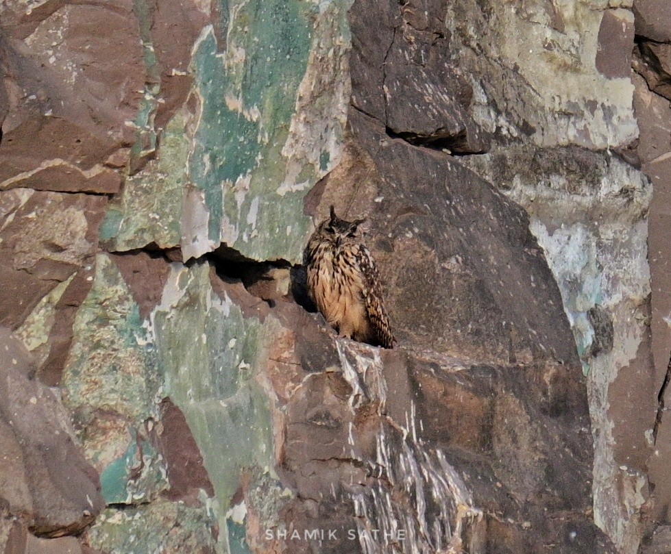Rock Eagle-Owl - ML617023416