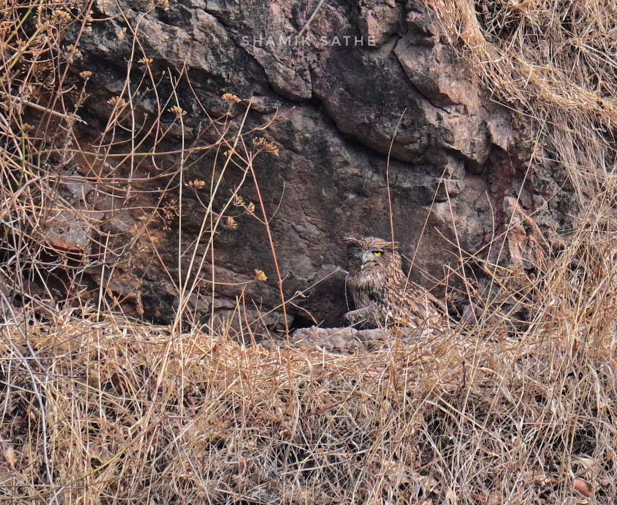 Brown Fish-Owl - ML617023418