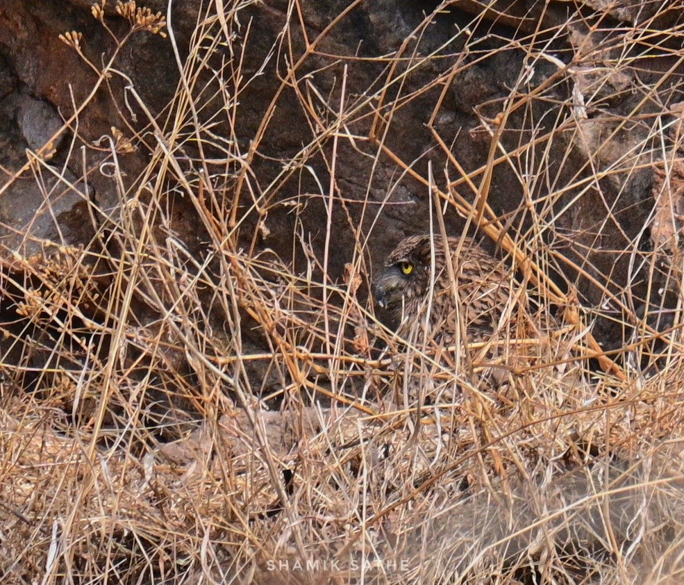 Brown Fish-Owl - ML617023419