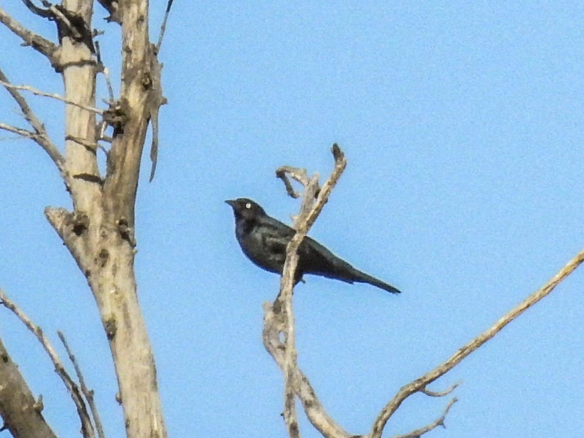 Brewer's Blackbird - Sergio Castañeda Ramos