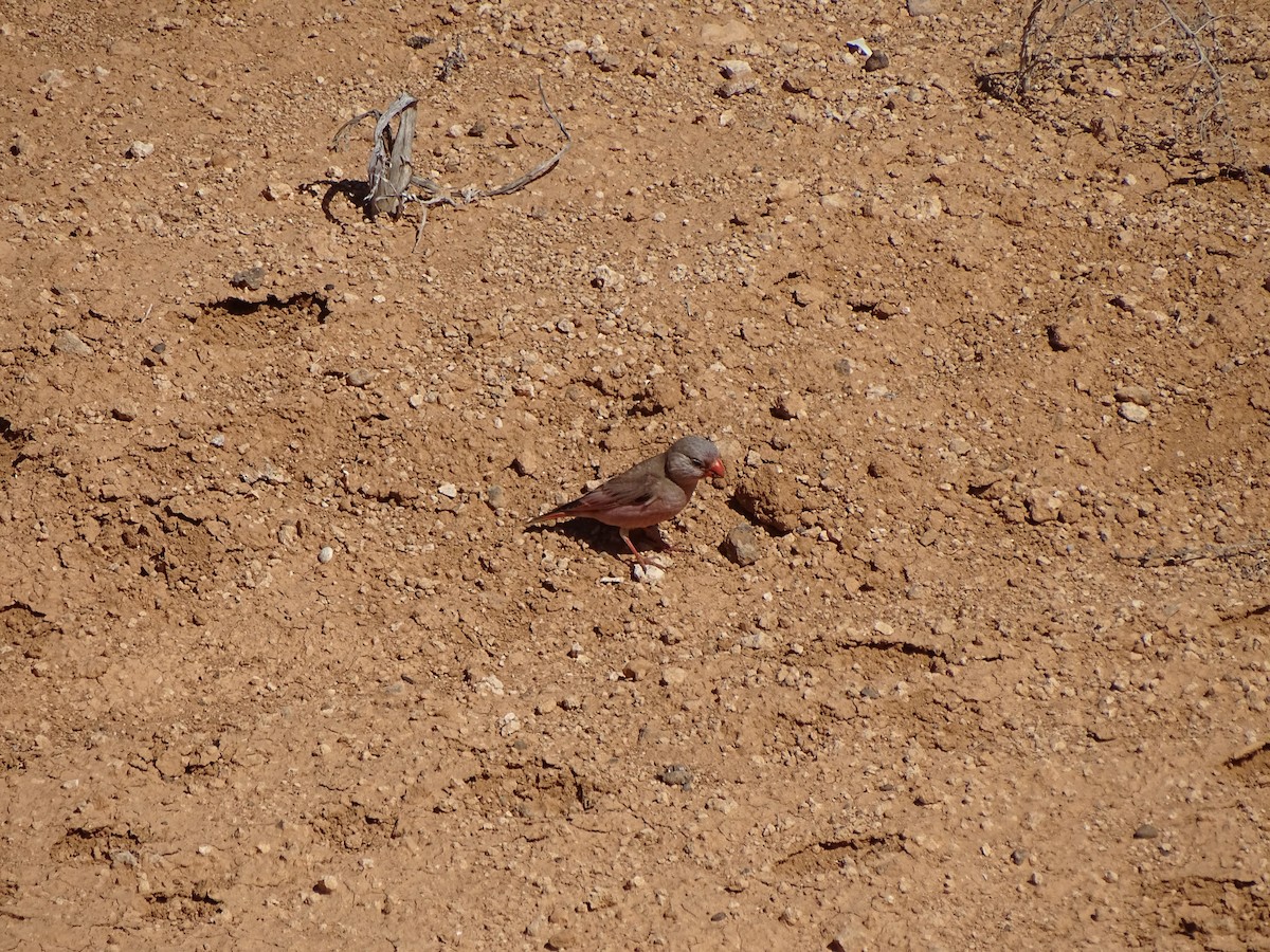 Толстоклювый пустынный вьюрок - ML617023501